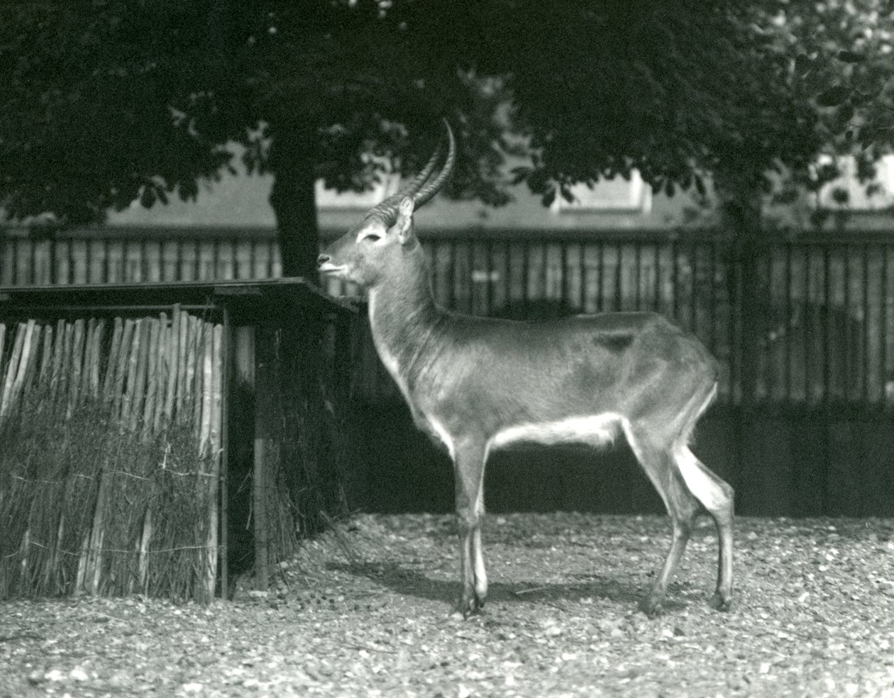 1924年7月伦敦动物园的红色Lechwe 作者 弗雷德里克·威廉·邦德