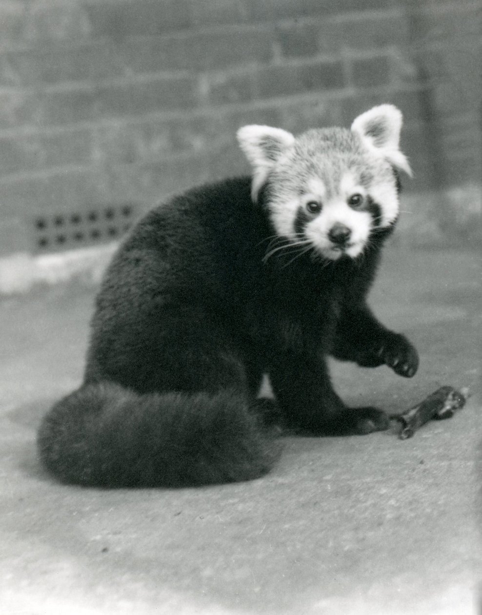 坐在伦敦动物园的一只红熊猫，1917年。 作者 弗雷德里克·威廉·邦德