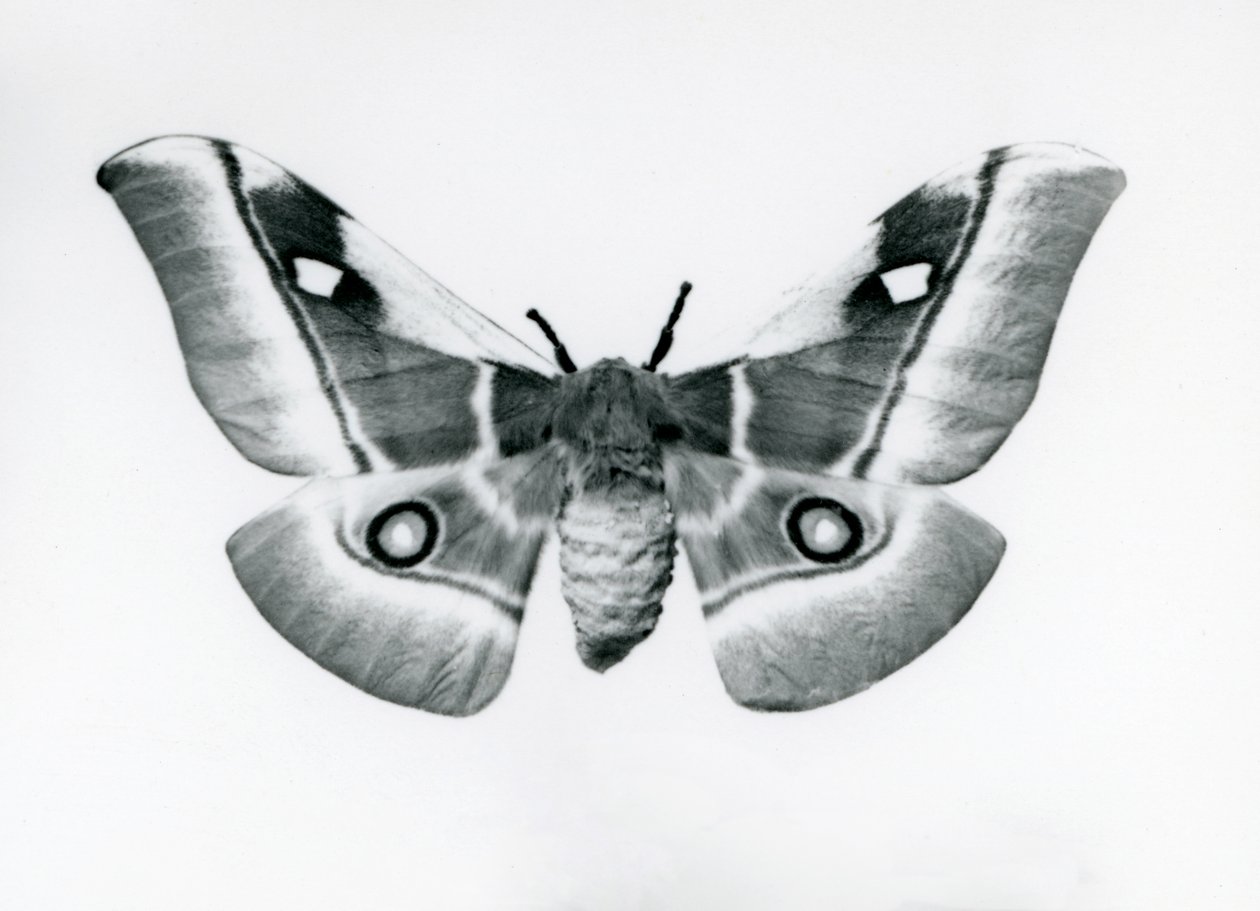 1930年之前，在伦敦动物园的Silkmoth，Bunaea caffraria 作者 弗雷德里克·威廉·邦德