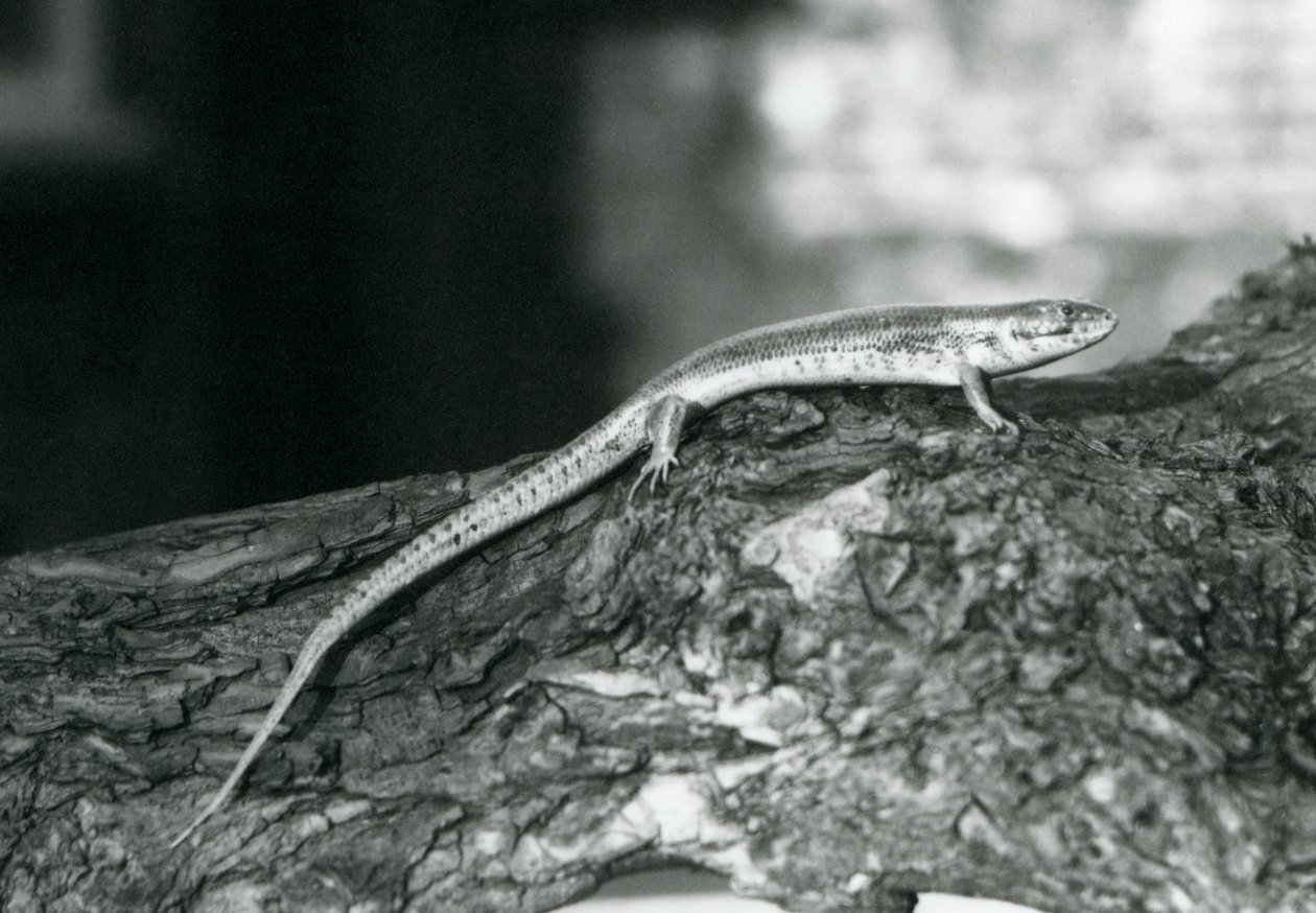 A Skink resting on a log at London Zoo in 1929 (b/w photo) 作者 弗雷德里克·威廉·邦德