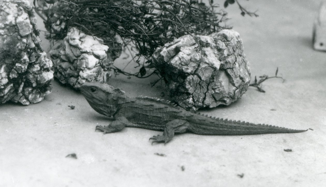 1927年在伦敦动物园的Tuatara 作者 弗雷德里克·威廉·邦德