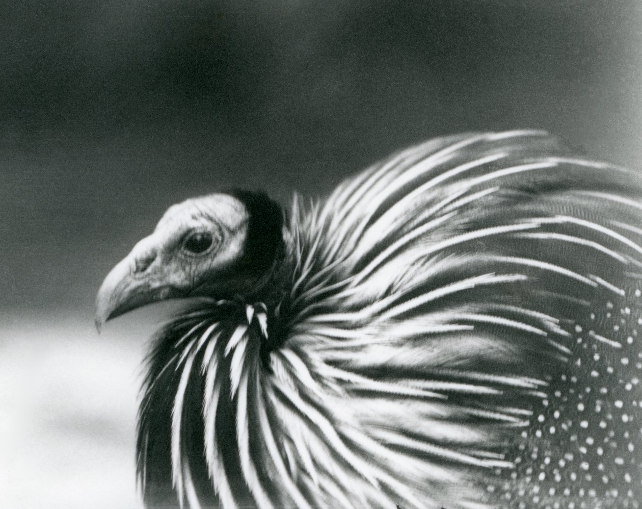 1927年在伦敦动物园的秃鹰Guineafowl 作者 弗雷德里克·威廉·邦德