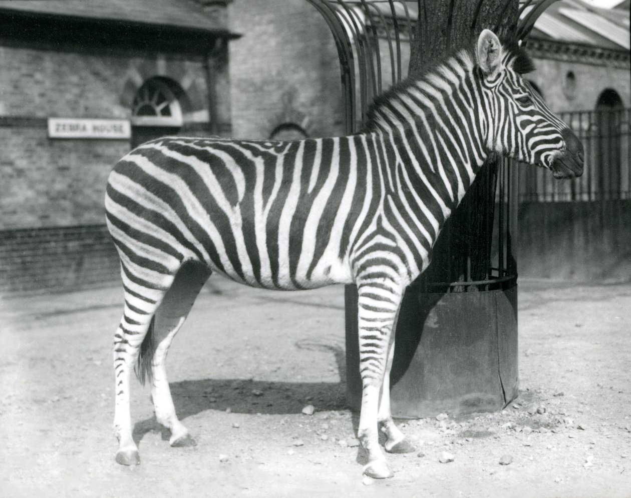 1925年，Zebra站在伦敦动物园Zebra House外围场 作者 弗雷德里克·威廉·邦德