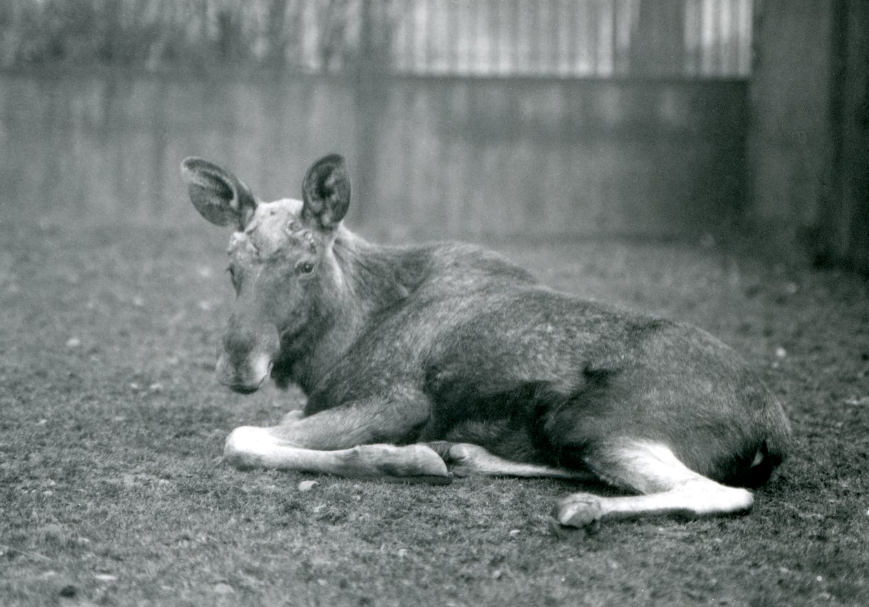 1926年1月，一头公牛ElkMoose，露出了他最近流下的鹿角的伤痕，躺在伦敦动物园 作者 弗雷德里克·威廉·邦德