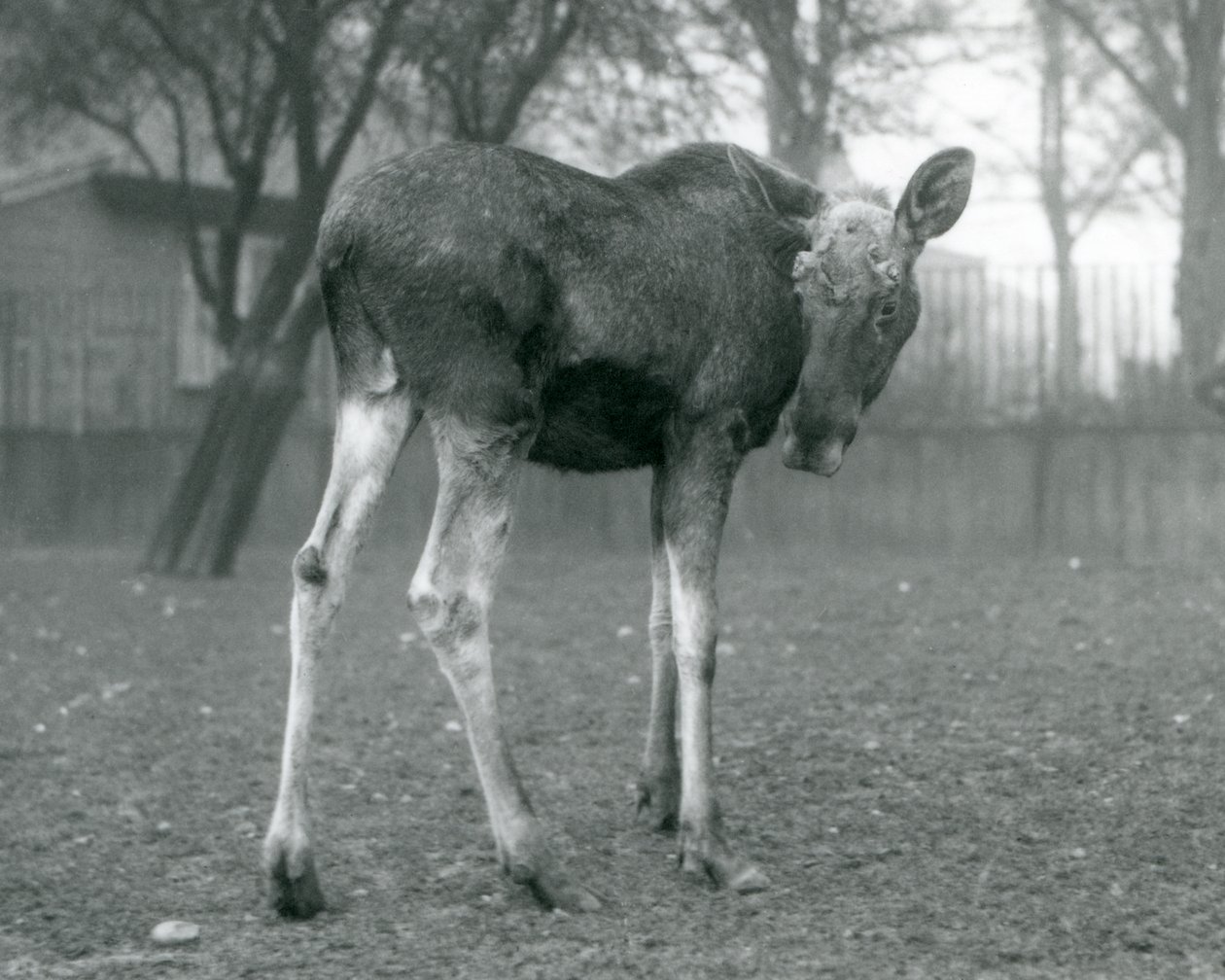 公牛ElkMoose，最近流下鹿角的伤口，站在伦敦动物园，1926年1月 作者 弗雷德里克·威廉·邦德