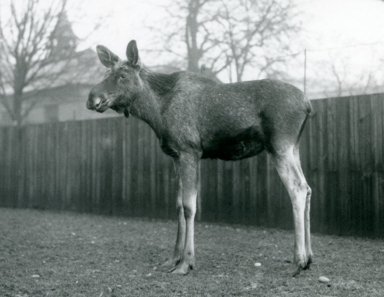 公牛ElkMoose，最近流下鹿角的伤口，站在伦敦动物园，1926年1月 作者 弗雷德里克·威廉·邦德
