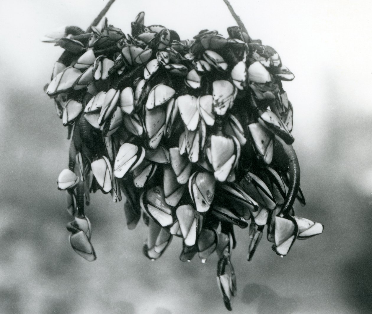 1925年3月在伦敦动物园的一条绳子上悬挂着一群Pelagic Gooseneck Smooth Gooseneck Barnacles 作者 弗雷德里克·威廉·邦德