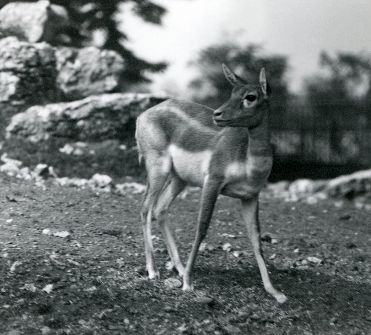 1924年在伦敦动物园的一位女性Blackbuck 作者 弗雷德里克·威廉·邦德