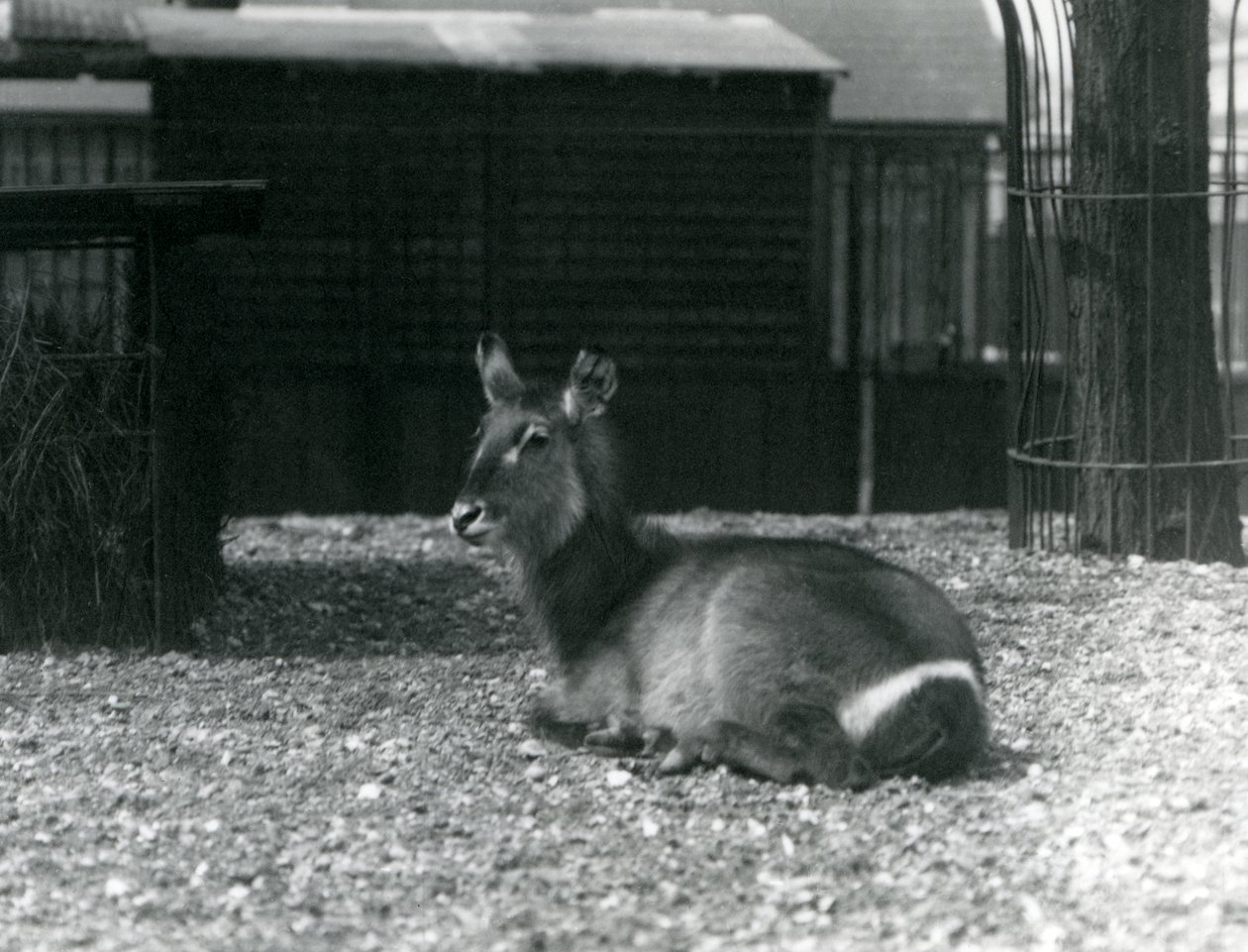 一只雌性Waterbuck，Kobus ellipsiprymnus，坐在她在伦敦动物园的围场，1924年6月 作者 弗雷德里克·威廉·邦德