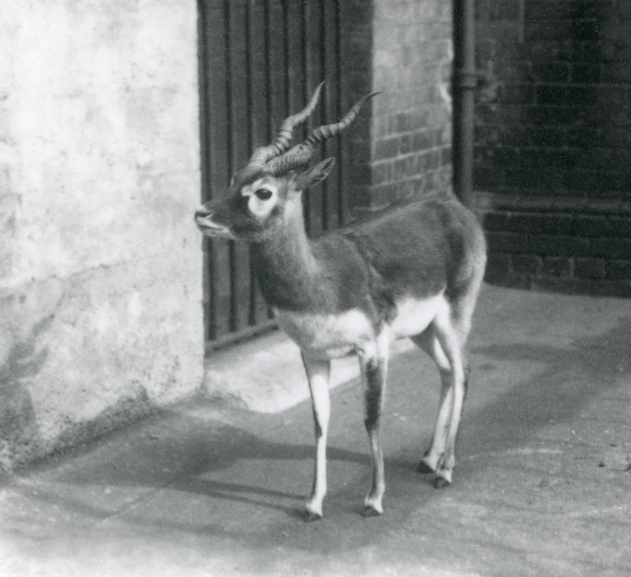 1925年6月站在伦敦动物园的男性Blackbuck 作者 弗雷德里克·威廉·邦德