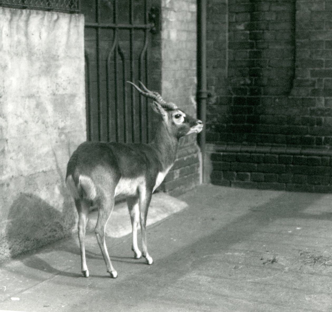 1925年6月站在伦敦动物园的男性Blackbuck 作者 弗雷德里克·威廉·邦德