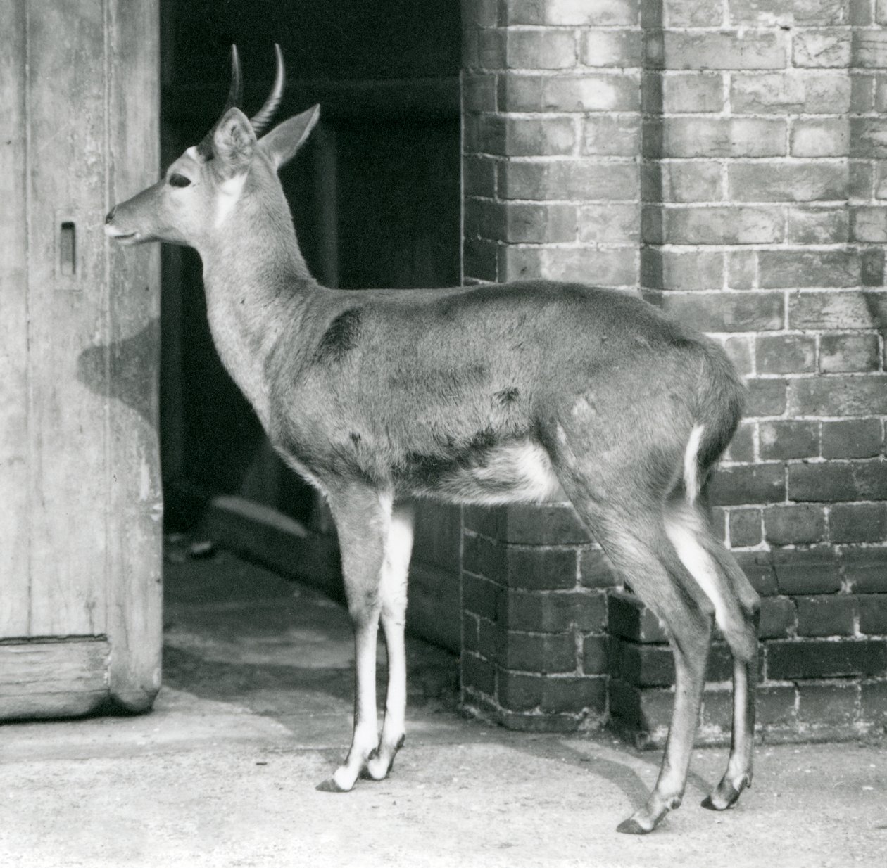 1927年10月6日伦敦动物园羚羊屋门口的男性SouthernCommon Reedbuck或Reitbok 作者 弗雷德里克·威廉·邦德