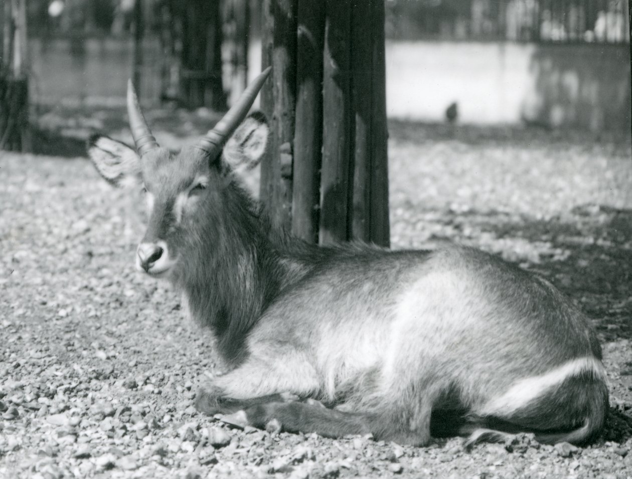一只雄性Waterbuck，Kobus ellipsiprymnus，坐在他的围场在伦敦动物园，20世纪20年代 作者 弗雷德里克·威廉·邦德