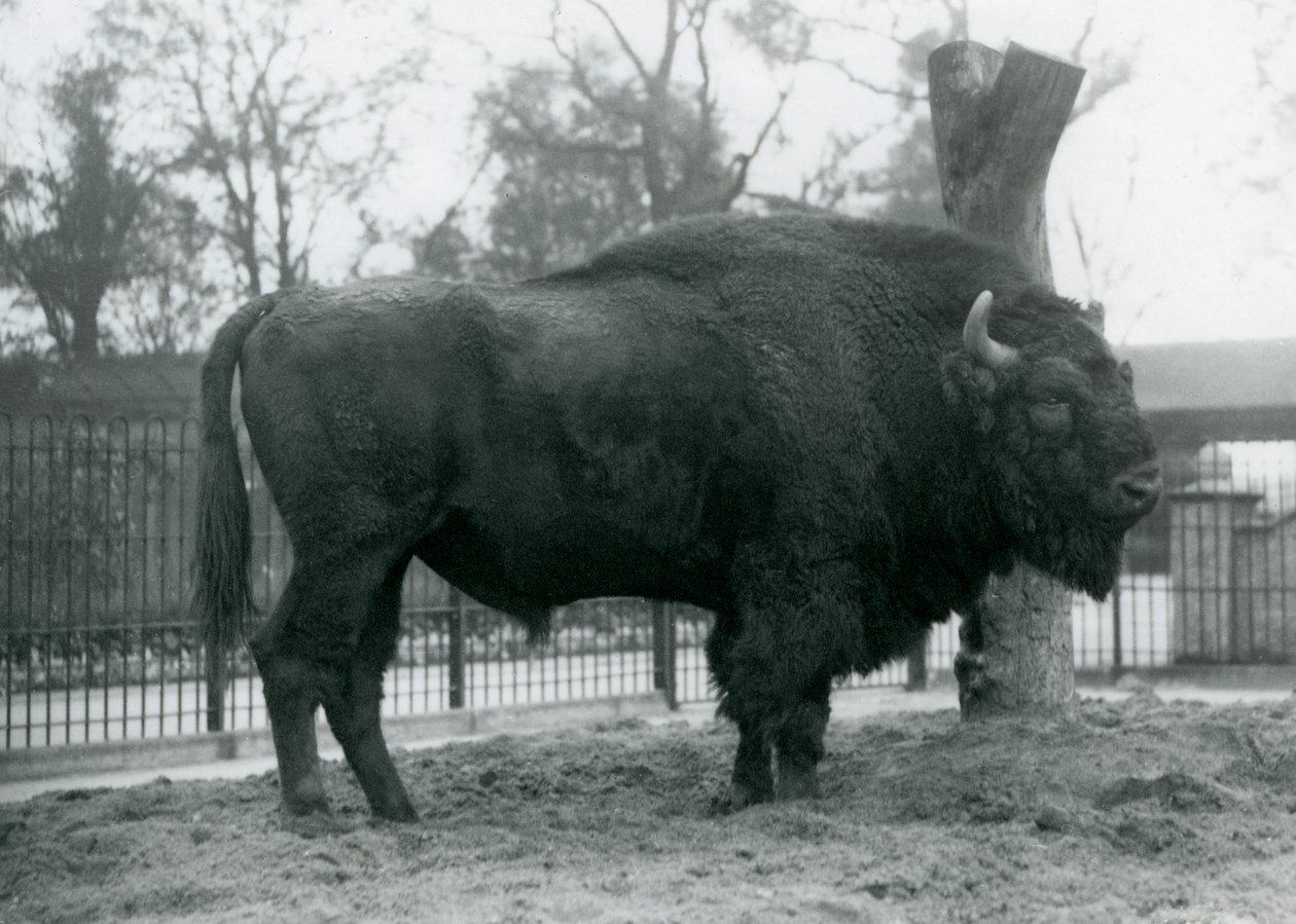 站立在草的一只malebull欧洲北美野牛在他的小牧场。伦敦动物园，1927年10月。脆弱的欧洲野牛也被称为Wisent，或欧洲木野牛。 作者 弗雷德里克·威廉·邦德