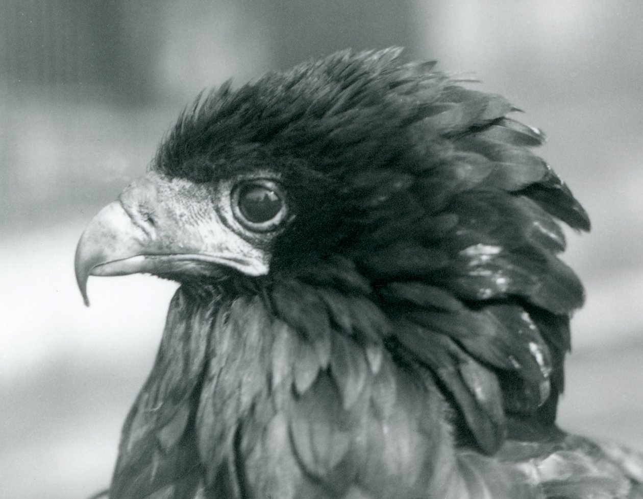 1927年在伦敦动物园附近受威胁的Bateleur Eagle 作者 弗雷德里克·威廉·邦德
