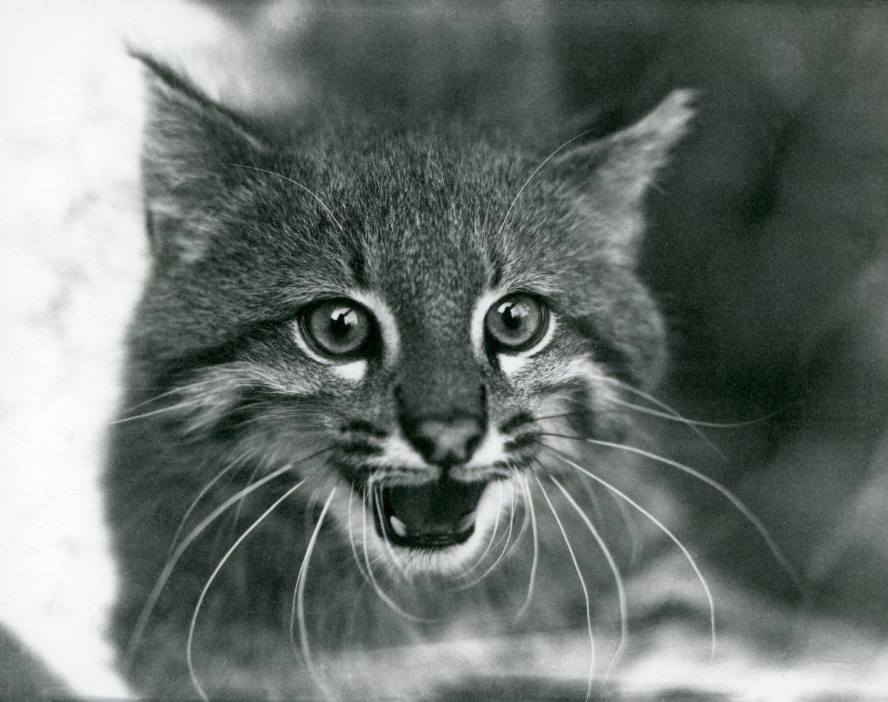 1929年伦敦动物园的一只濒临灭绝的潘帕斯猫/潘塔纳尔猫/巧克力（黑白照片）。 作者 弗雷德里克·威廉·邦德