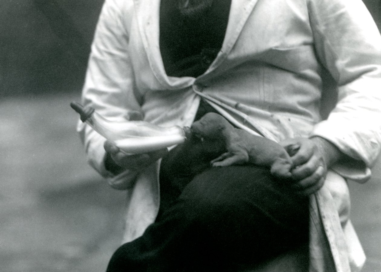 一只新生的幼狮被它的守护者，伦敦动物园，1923年喂养 作者 弗雷德里克·威廉·邦德