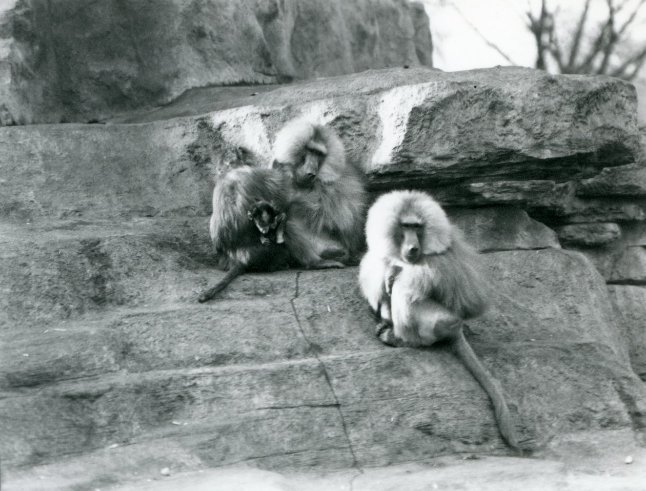 A small group of three adult and one baby Sacred Baboons, among the rocks of 