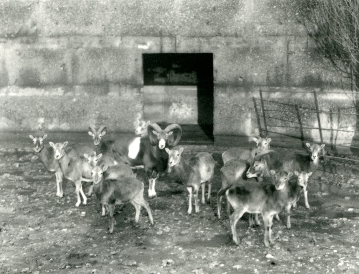 1926年11月在伦敦动物园的一小群Mouflon 作者 弗雷德里克·威廉·邦德