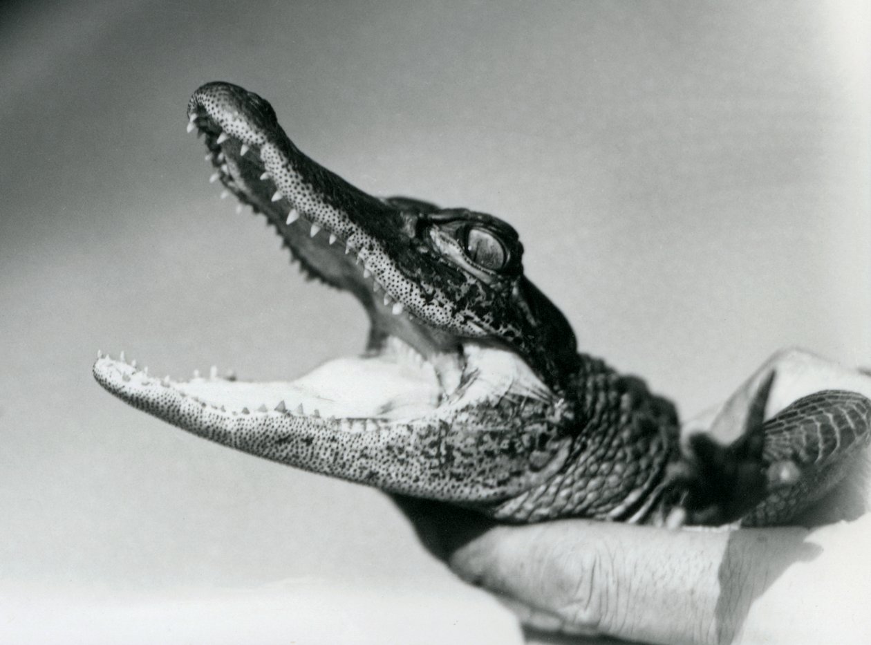 A young Alligator held around the neck by its keeper, London Zoo, August 1928 (b/w photo) 作者 弗雷德里克·威廉·邦德