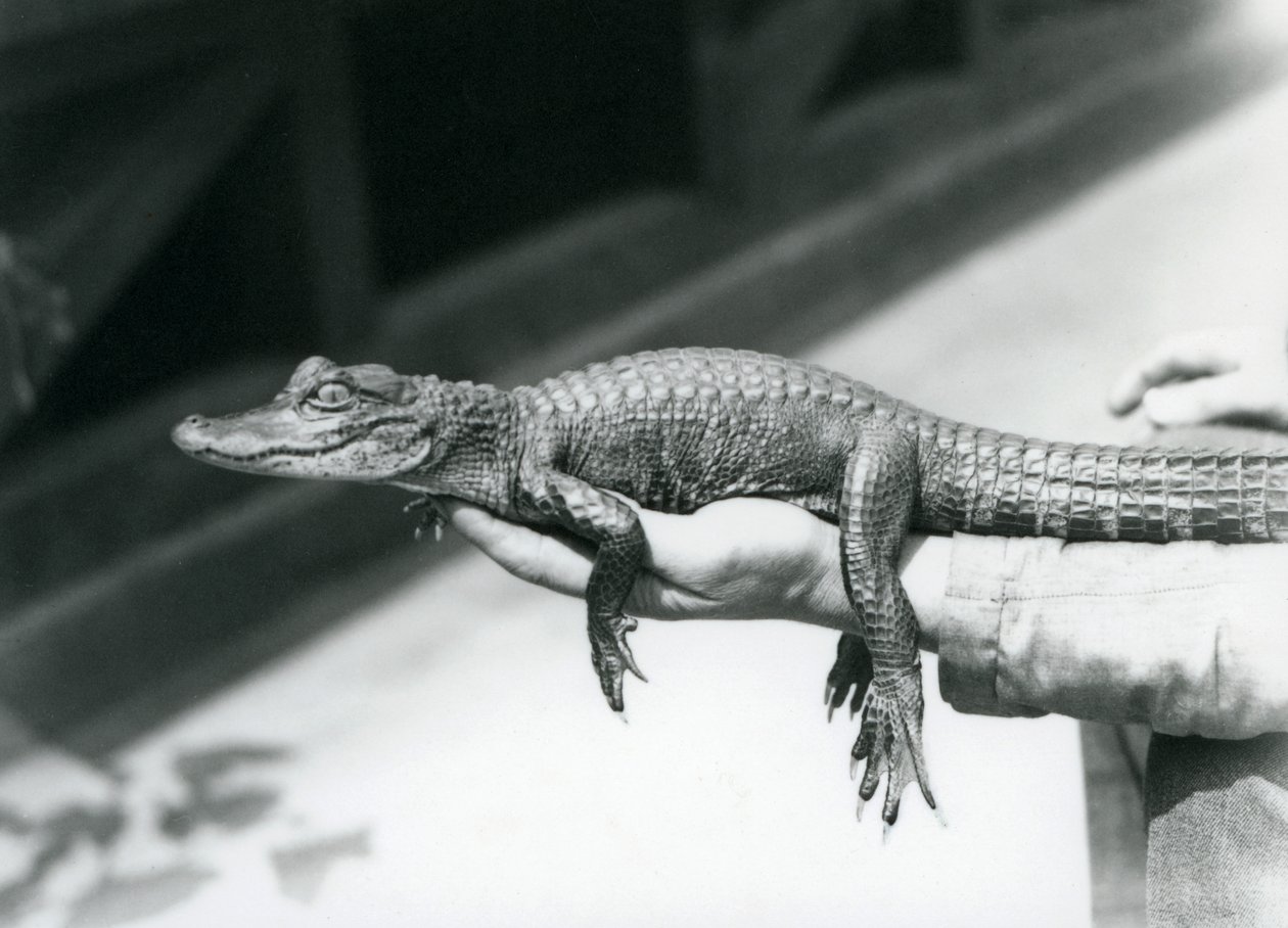 A young Alligator held in the hand of its keeper, London Zoo 作者 弗雷德里克·威廉·邦德