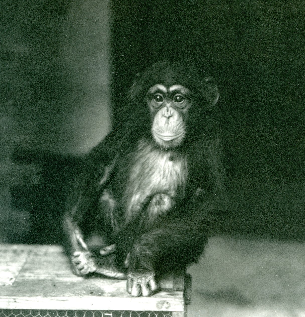 A young Chimpanzee sitting on a wooden crate at London Zoo in 1924 (b/w photo) 作者 弗雷德里克·威廉·邦德
