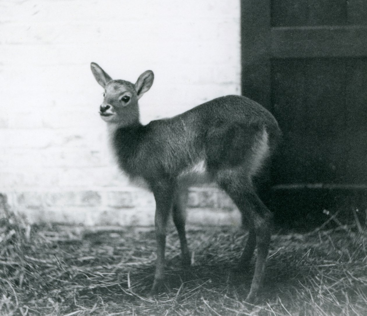 站立在干草，伦敦动物园的一个年轻Lechwe，1926年1月 作者 弗雷德里克·威廉·邦德