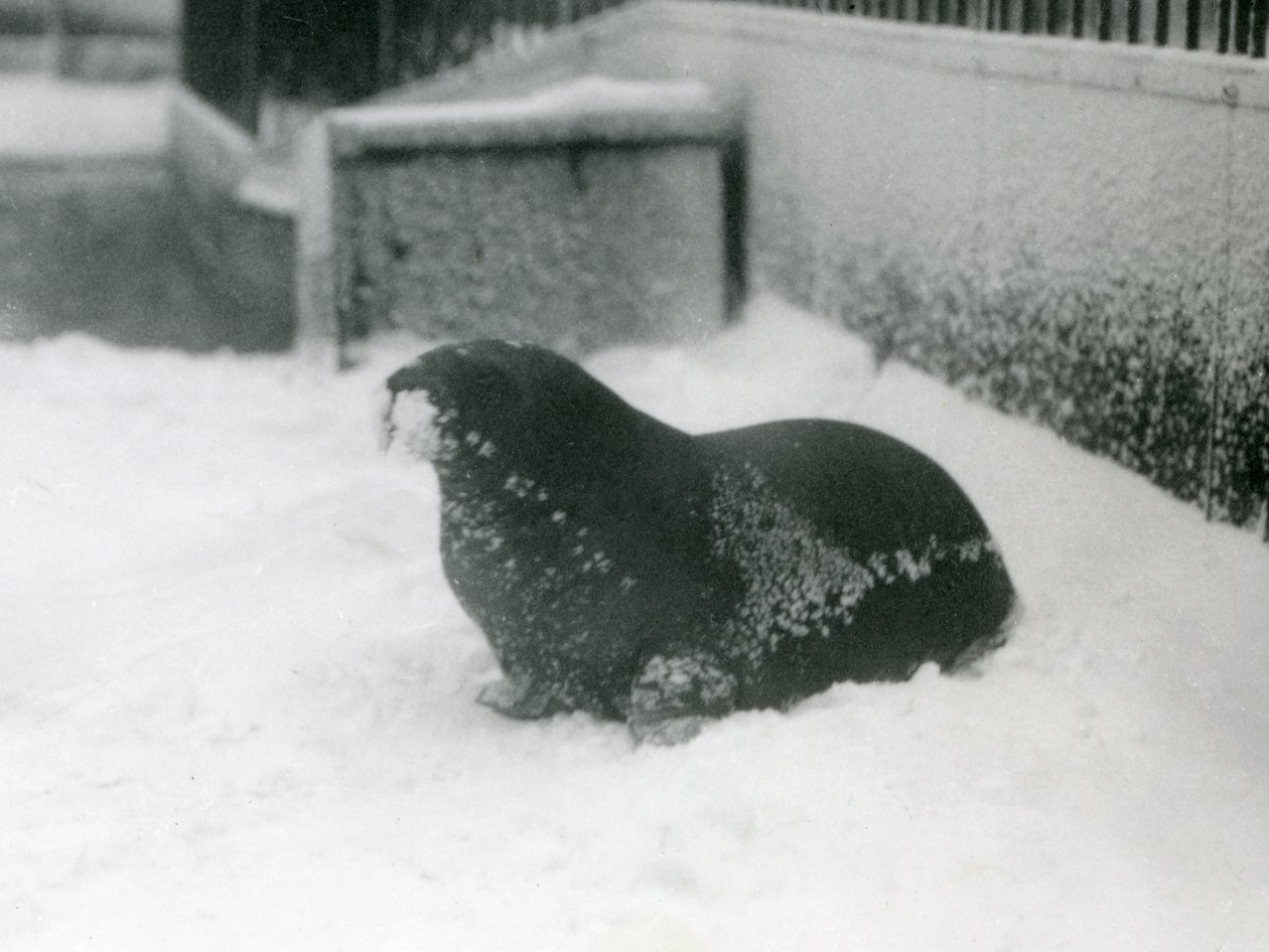 1924年2月，一只年轻的海象在雪地里，伦敦动物园 作者 弗雷德里克·威廉·邦德