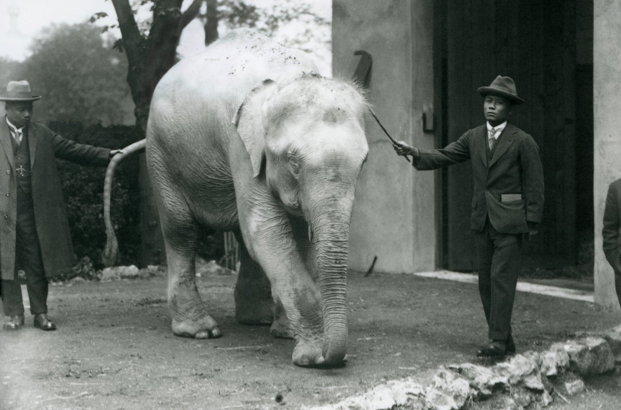 AlbinoWhite Burmese Elephant Pawah与服务员，包括1926年5月伦敦动物园的Saw Po Min博士 作者 弗雷德里克·威廉·邦德
