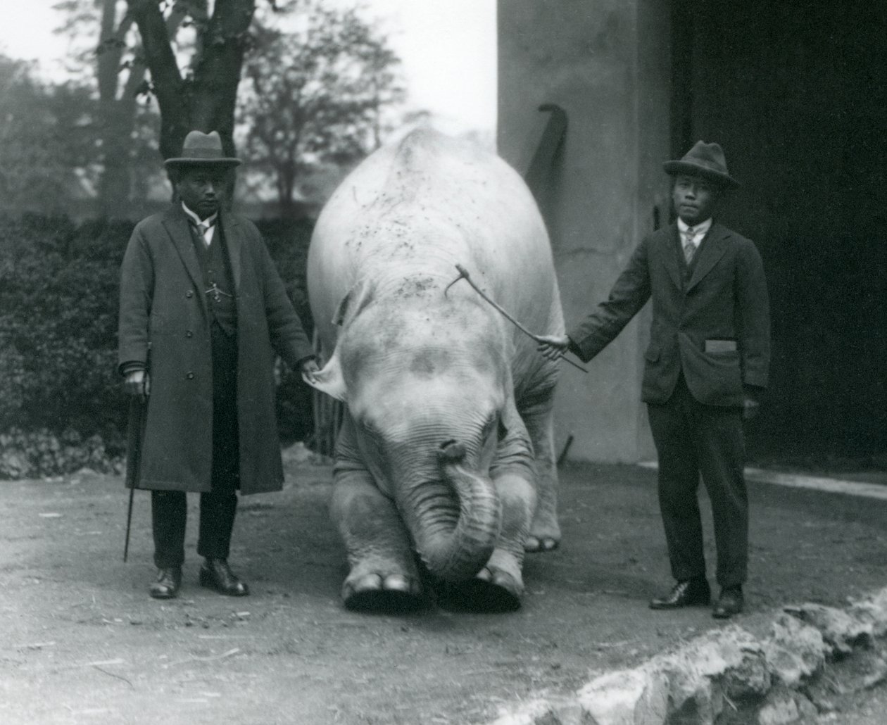 AlbinoWhite Elephant Pawah与Saw Po Min博士和儿子，伦敦动物园，1926年5月 作者 弗雷德里克·威廉·邦德