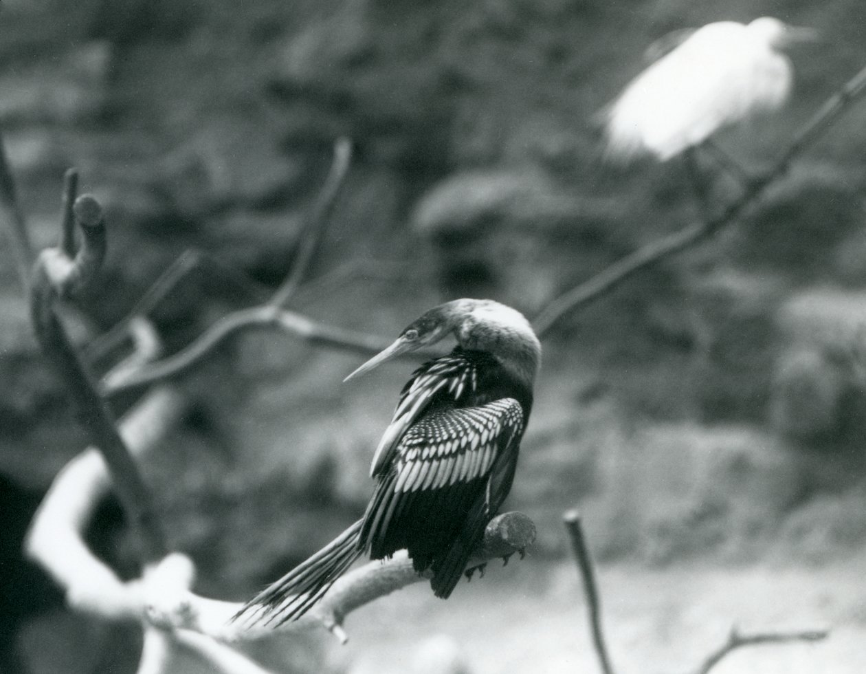 AnhingaAmerican DarterSnakebirdWater土耳其坐在一个分支在伦敦动物园在1927年9月 作者 弗雷德里克·威廉·邦德
