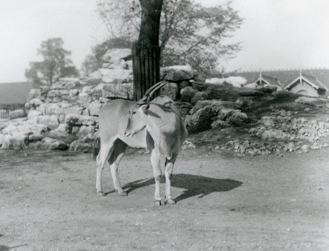 1929年，伦敦动物园里一只站在围场里的Eland（黑白照片）。 作者 弗雷德里克·威廉·邦德