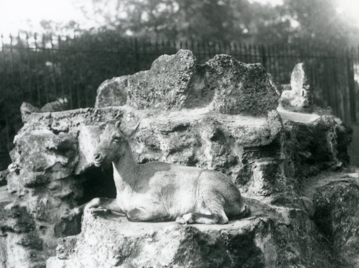 基于岩石壁架的喜马拉雅高地山羊在伦敦动物园，1927年8月 作者 弗雷德里克·威廉·邦德