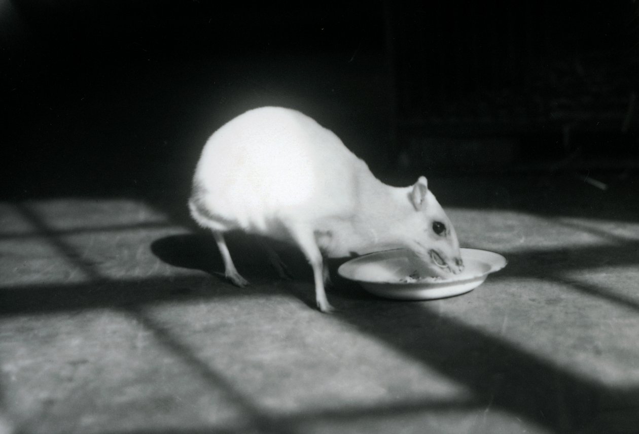 1926年12月在伦敦动物园吃一道白菜chevrotain 作者 弗雷德里克·威廉·邦德