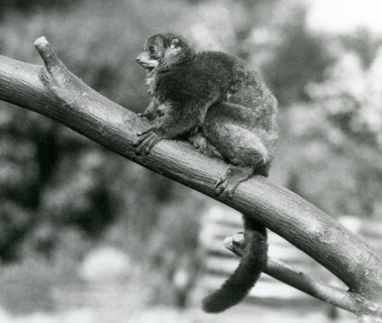 An endangered Coquerel