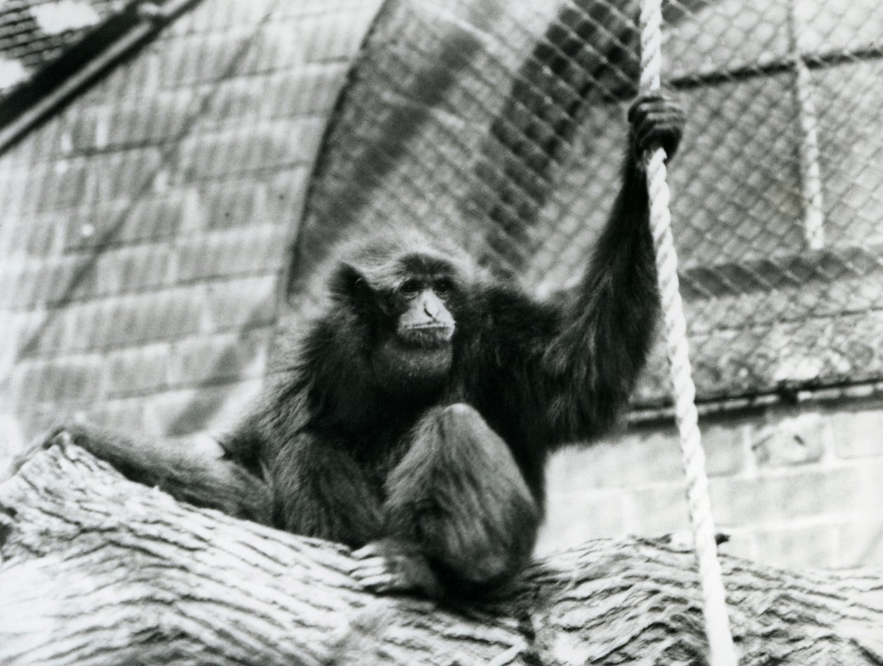 一只危险的Siamang长臂猿坐日志，拿着绳索，伦敦动物园，1927年 作者 弗雷德里克·威廉·邦德