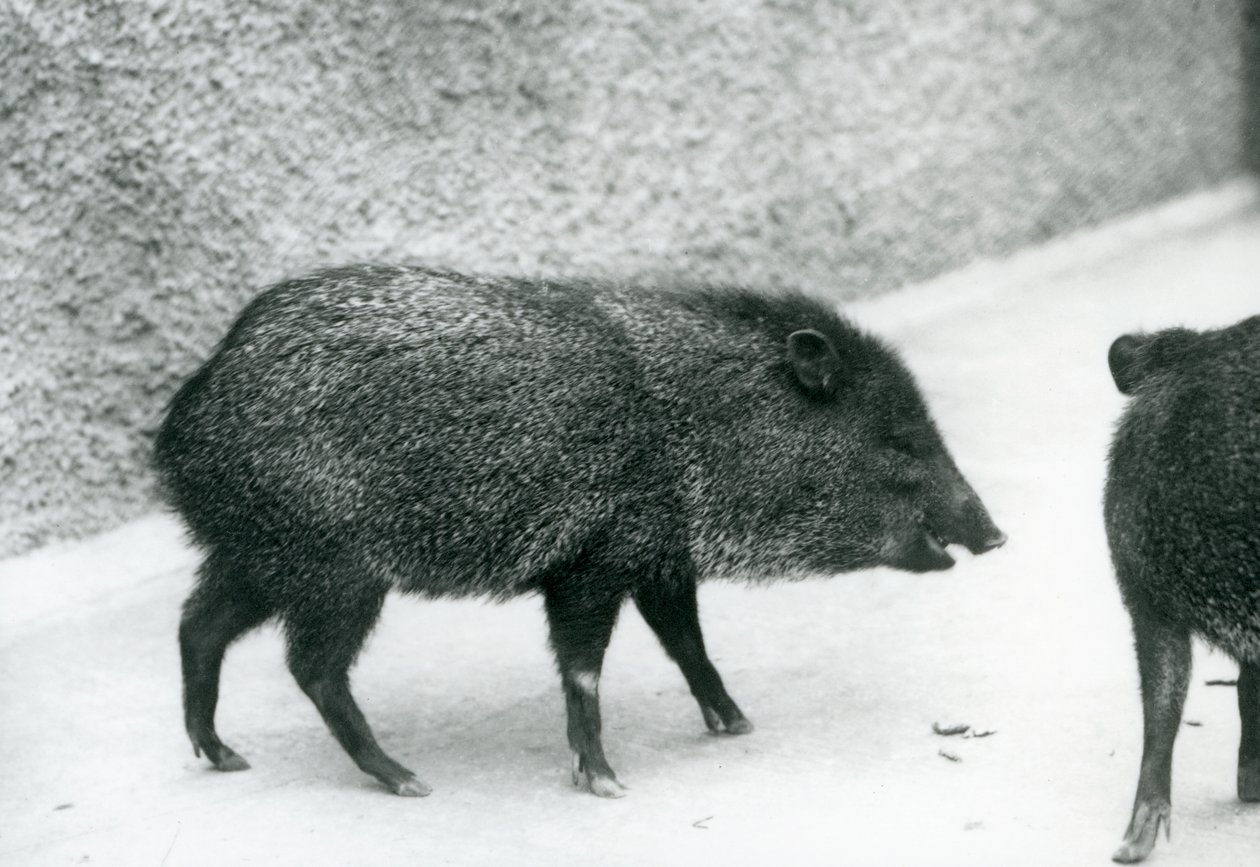 1927年伦敦动物园的Collac Peccaries 作者 弗雷德里克·威廉·邦德