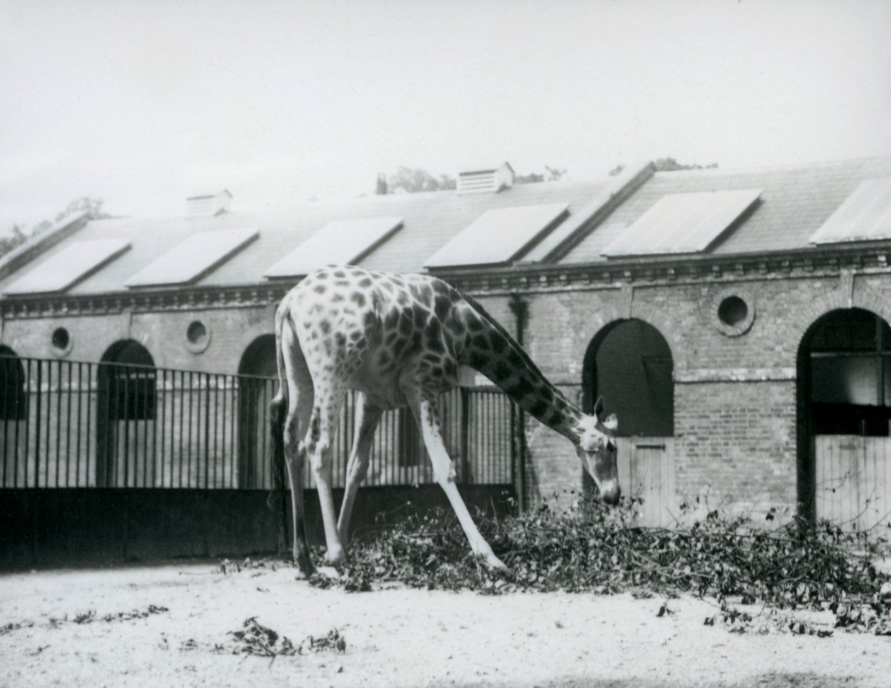 雌性长颈鹿 "Maud "在伦敦动物园长颈鹿馆旁的围场上伸手吃叶子，1927年7月（黑白照片）。 作者 弗雷德里克·威廉·邦德