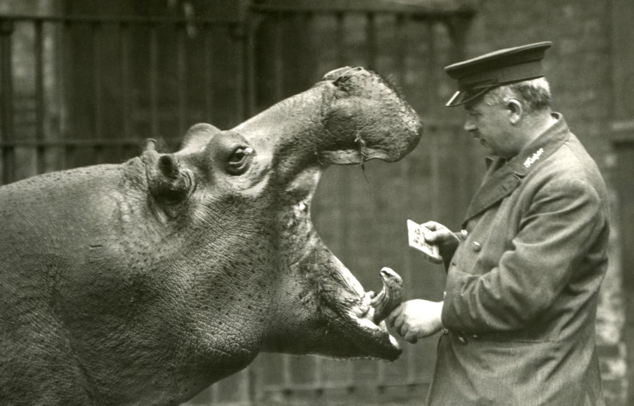 Hippopotamus Bobbie与守门员Ernie Bowman，伦敦动物园，1927年 作者 弗雷德里克·威廉·邦德