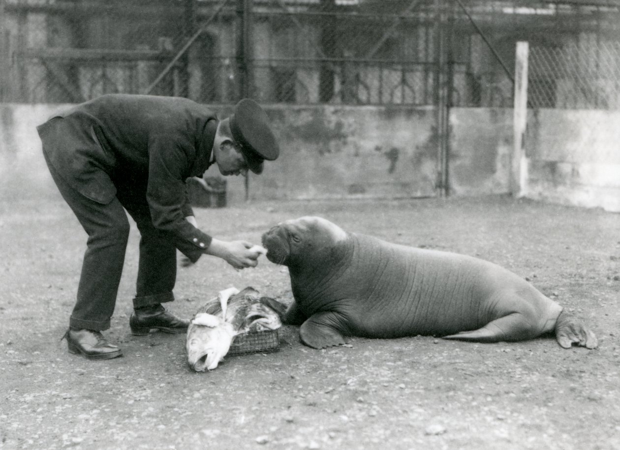 1924年，守护者亚瑟·钱德勒（Arthur Chandler）为一只年轻的海象（Walrus）喂养鱼类 作者 弗雷德里克·威廉·邦德