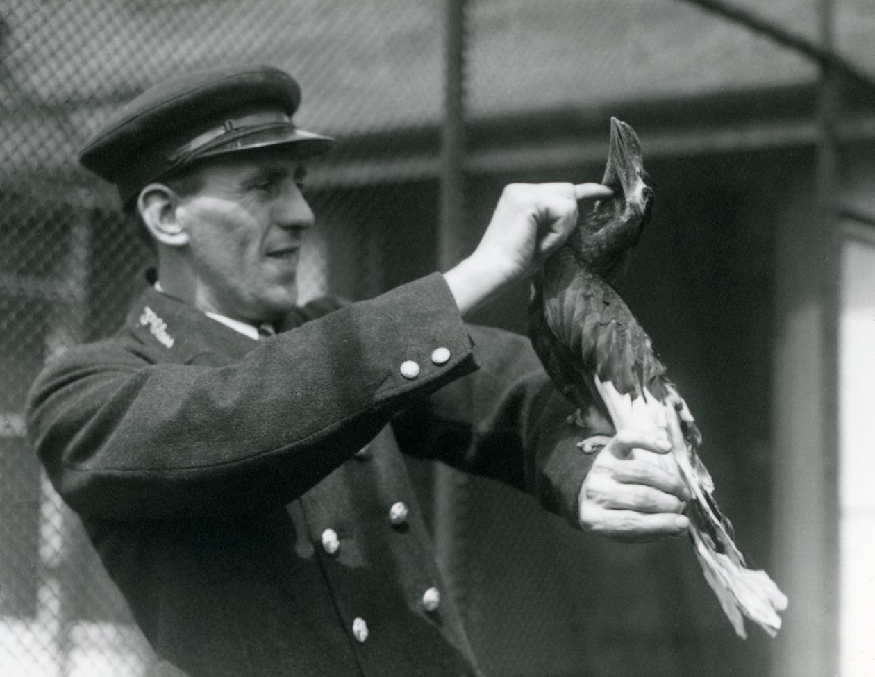 1924年，守护者托马斯·拉格特（Thomas Raggett）在伦敦动物园（London Zoo）的法案下抚摸着一只印第安大犀鸟（Great Indian Hornbill） 作者 弗雷德里克·威廉·邦德