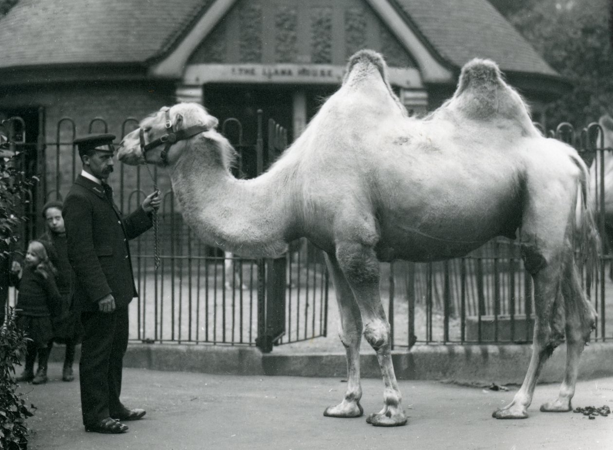 Keeper W. Styles，带有双峰驼，1914年7月在伦敦动物园的Llama House外面 作者 弗雷德里克·威廉·邦德