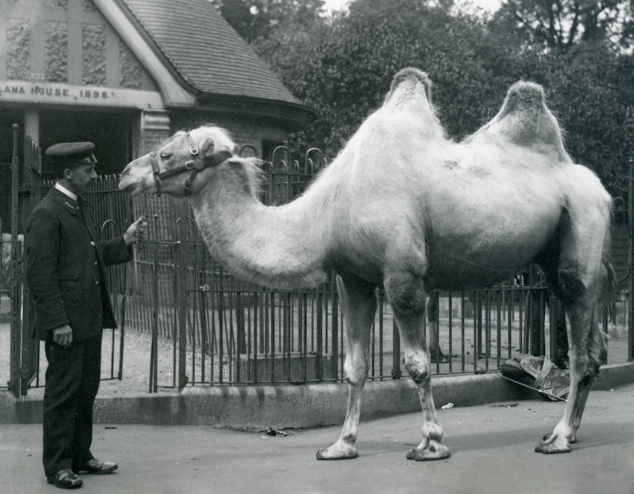 Keeper W. Styles，带有双峰驼，1914年7月在伦敦动物园的Llama House外面 作者 弗雷德里克·威廉·邦德
