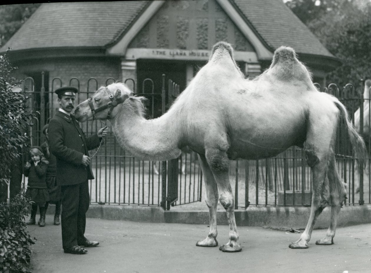 Keeper W. Styles，带有双峰驼，1914年7月在伦敦动物园的Llama House外面 作者 弗雷德里克·威廉·邦德