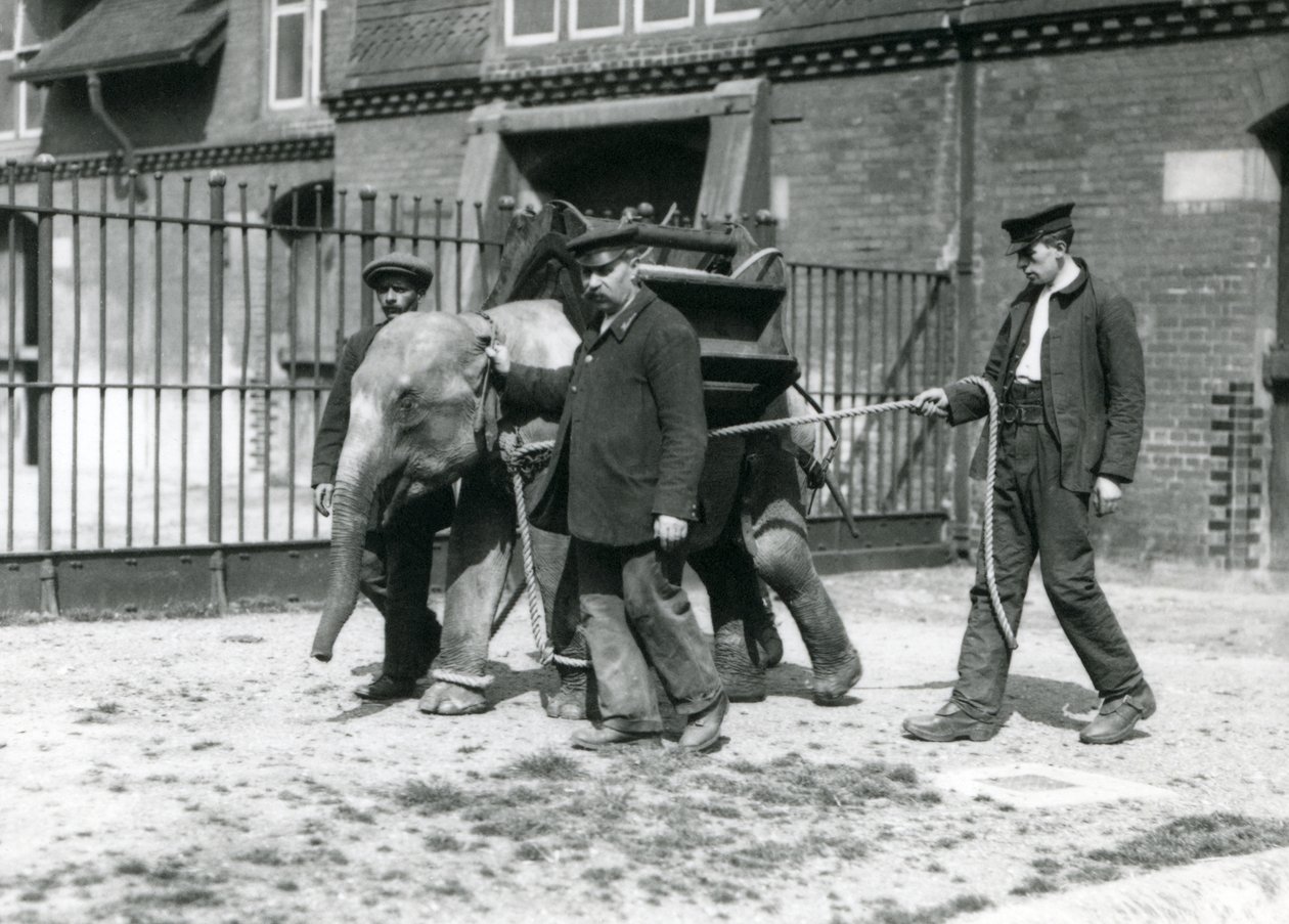 1922年5月，Keepers Jack Milbourne，H Robertson和Thomas训练了一只年轻的亚洲象，伦敦动物园（bw photo） 作者 弗雷德里克·威廉·邦德