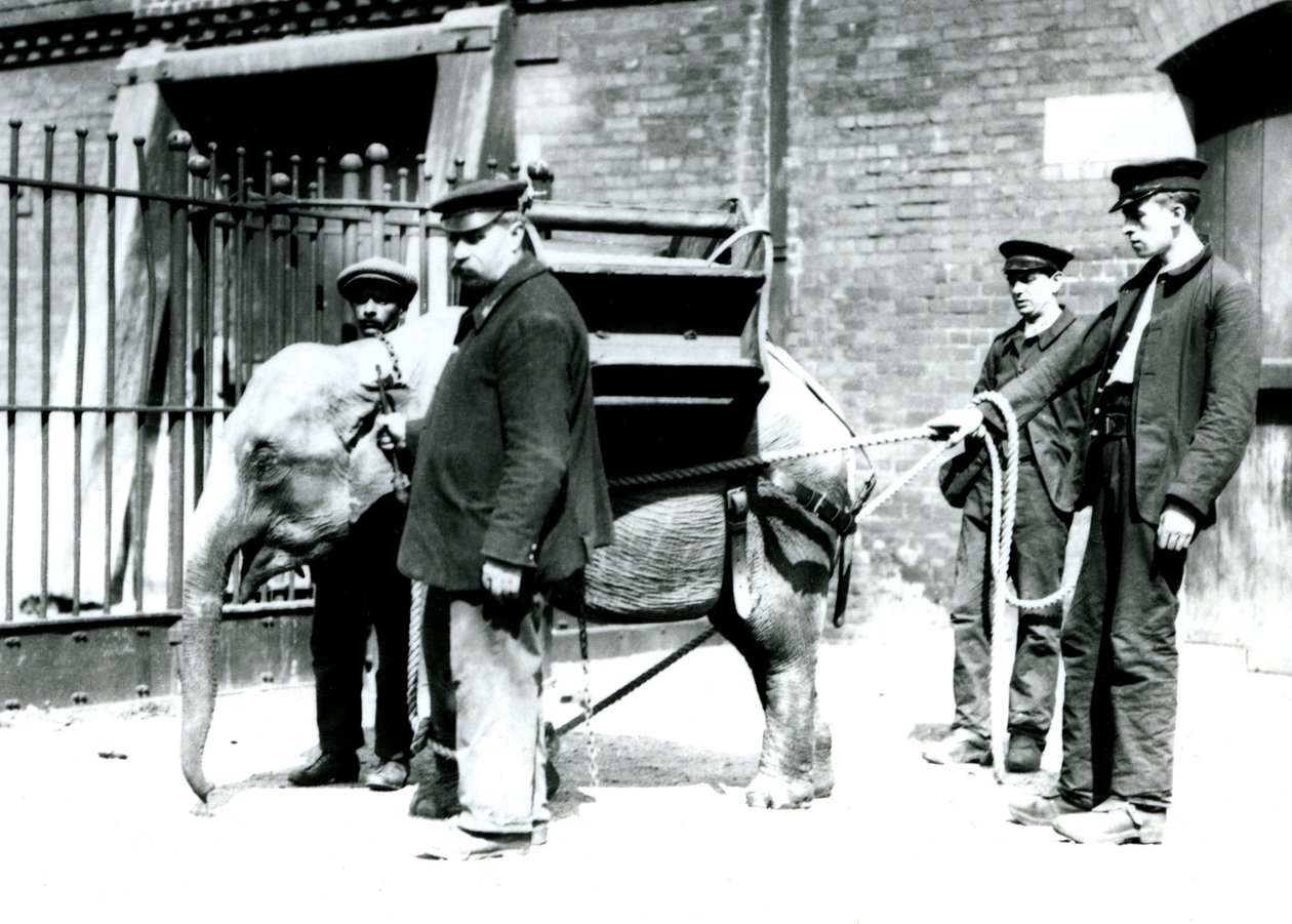 1922年5月，Keepers Jack Milbourne，H Robertson和Thomas训练了一只年轻的亚洲象，伦敦动物园（bw photo） 作者 弗雷德里克·威廉·邦德