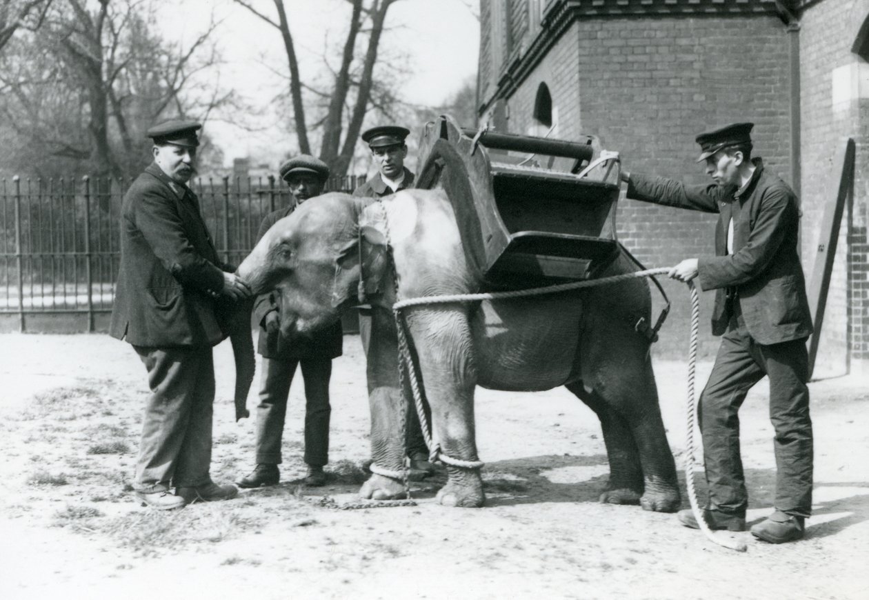 1922年5月，Keepers Jack Milbourne，H Robertson和Thomas训练了一只年轻的亚洲象，伦敦动物园（bw photo） 作者 弗雷德里克·威廉·邦德