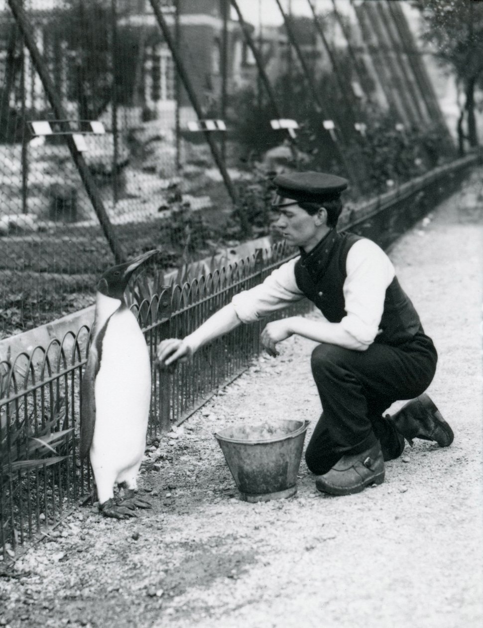 企鹅国王，由管理员哈里·芒罗（Harry Munro）洗手，于1914年5月在伦敦动物园用海绵洗澡。芒罗在第一次世界大战中被杀，曾在军队，飞艇和反潜拍中服役 作者 弗雷德里克·威廉·邦德