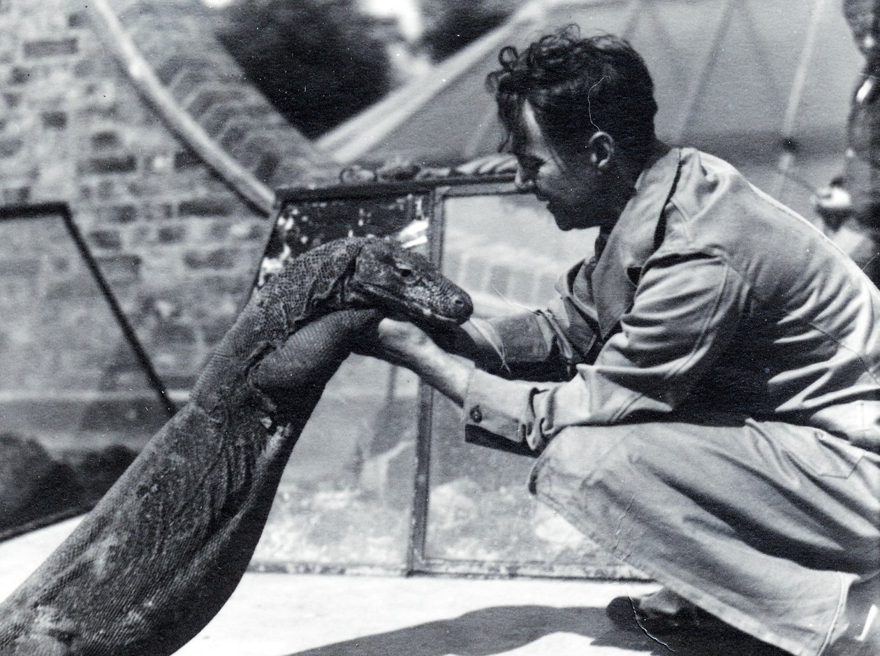 Komodo龙Sumbawa与守门员H. Alec Budd，1928年 作者 弗雷德里克·威廉·邦德