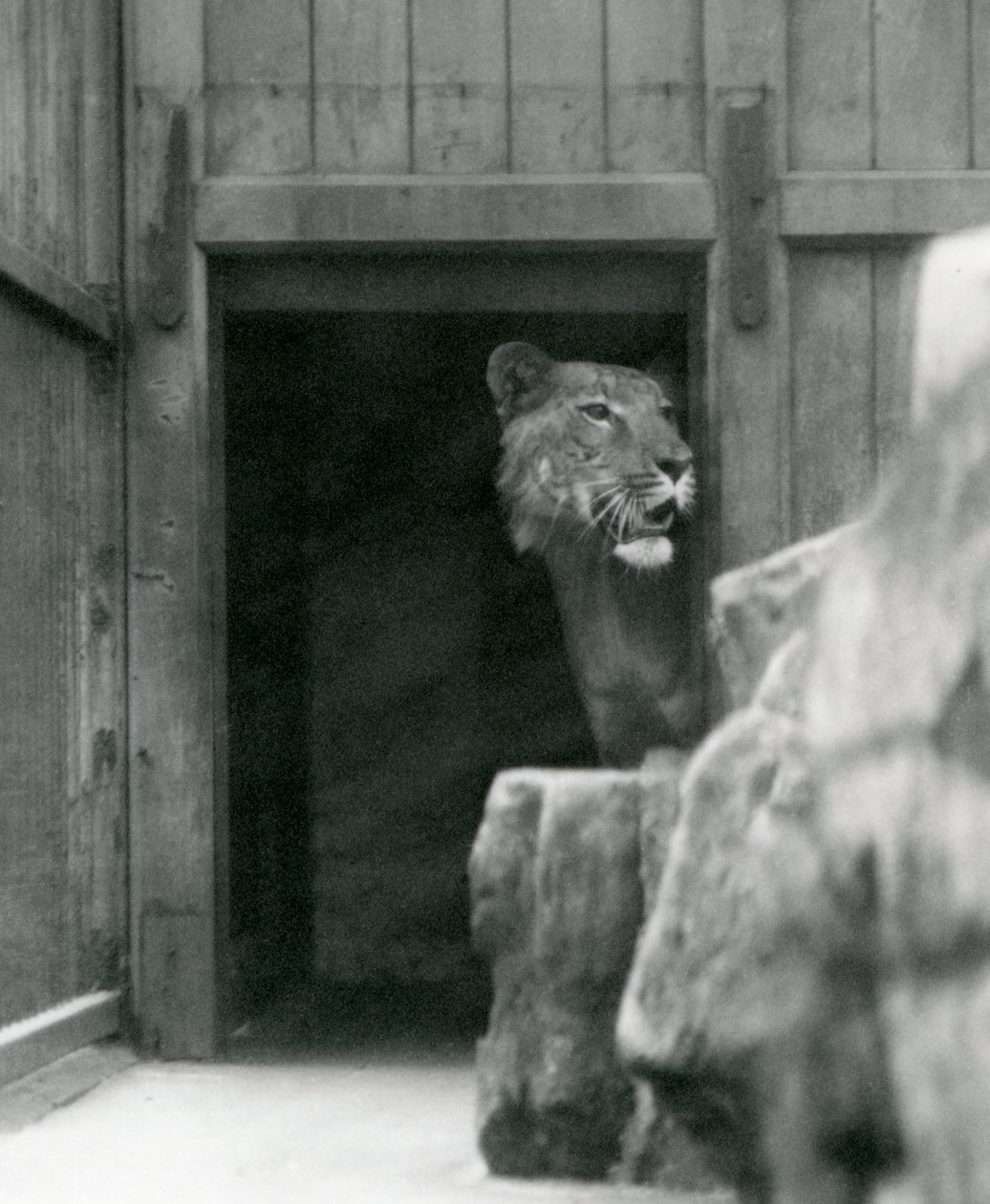 Ranji男性Tigon，伦敦动物园，1924年7月 作者 弗雷德里克·威廉·邦德